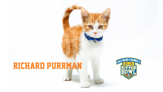Illustration for article titled Kitten Bowl Player Names, Ranked